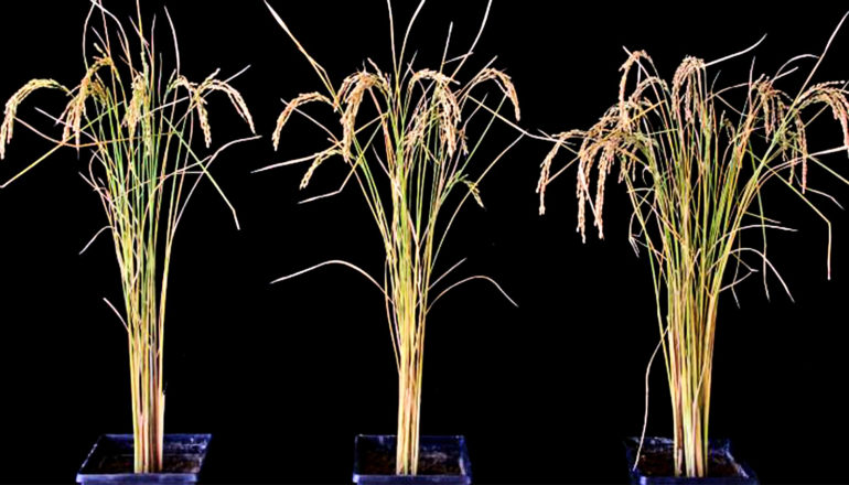 RNA-tweak leidt tot 50% meer voedsel uit gewassen  Door RNA te manipuleren, kunnen planten dramatisch meer gewassen opleveren en wordt de droogtetolerantie verhoogd, rapporteren onderzoekers. In de eerste tests verhoogde het toevoegen van een gen dat codeert voor een eiwit genaamd FTO aan zowel rijst- als aardappelplanten hun opbrengst met 50% in veldtesten. De planten werden significant groter, produceerden langere wortelstelsels en waren beter bestand tegen droogtestress. Analyse toonde ook aan dat de planten hun snelheid van fotosynthese hadden verhoogd. "De verandering is echt dramatisch", zegt Chuan He, hoogleraar scheikunde, biochemie en moleculaire biologie aan de Universiteit van Chicago, die het onderzoek leidde met Guifang Jia, een professor aan de Universiteit van Peking. "Bovendien werkte het met bijna elk type plant waarmee we het tot nu toe hebben geprobeerd, en het is een heel eenvoudige wijziging om aan te brengen." De onderzoekers zijn – samen met andere vooraanstaande experts – hoopvol over het potentieel van deze doorbraak, vooral in het licht van klimaatverandering en andere druk op gewassystemen wereldwijd. "Dit biedt echt de mogelijkheid om fabrieken te bouwen om het ecosysteem mogelijk te verbeteren naarmate de opwarming van de aarde voortschrijdt", zegt hij. "We zijn voor veel, veel dingen afhankelijk van planten – van hout, voedsel en medicijnen tot bloemen en olie – en dit biedt mogelijk een manier om het voorraadmateriaal dat we uit de meeste planten kunnen halen, te vergroten." "Dit is een zeer opwindende technologie en zou mogelijk kunnen helpen om problemen van armoede en voedselonzekerheid op wereldschaal aan te pakken – en zou mogelijk ook nuttig kunnen zijn bij het reageren op klimaatverandering", zegt Michael Kremer, een professor in economie en de Harris School of Public Beleid aan de Universiteit van Chicago en ontvanger van een Nobelprijs voor zijn werk aan het verlichten van wereldwijde armoede Opbrengst op het veld verhogen Decennialang hebben wetenschappers gewerkt aan het stimuleren van de gewasproductie in het licht van een steeds onstabieler klimaat en een groeiende wereldbevolking. Maar dergelijke processen zijn meestal ingewikkeld en leiden vaak alleen tot incrementele veranderingen. De manier waarop deze ontdekking tot stand kwam was heel anders. Velen van ons herinneren zich RNA uit de biologie van de middelbare school, waar ons werd geleerd dat het RNA-molecuul DNA leest en vervolgens eiwitten maakt om taken uit te voeren. Maar in 2011 opende He's lab een heel nieuw onderzoeksgebied door de sleutels te ontdekken tot een andere manier waarop genen tot expressie worden gebracht in zoogdieren. Het blijkt dat RNA de DNA-blauwdruk niet zomaar leest en blindelings uitvoert; de cel zelf kan ook regelen welke delen van de blauwdruk tot uiting komen. Het doet dit door chemische markers op RNA te plaatsen om te moduleren welke eiwitten worden gemaakt en hoeveel. Hij en zijn collega's realiseerden zich meteen dat dit grote gevolgen had voor de biologie. Sindsdien hebben zijn team en anderen over de hele wereld geprobeerd ons begrip van het proces en wat het beïnvloedt bij dieren, planten en verschillende menselijke ziekten, uit te werken. Hij is bijvoorbeeld medeoprichter van een biotechbedrijf dat nu nieuwe geneesmiddelen tegen kanker ontwikkelt op basis van RNA-modificatie-eiwitten. Grotere planten, meer planten Hij en Guifang Jia, een voormalig postdoctoraal onderzoeker aan de Universiteit van Chicago en nu een universitair hoofddocent aan de Universiteit van Peking, begonnen zich af te vragen hoe het de plantenbiologie beïnvloedde. Ze concentreerden zich op een eiwit genaamd FTO, het eerste bekende eiwit dat chemische markeringen op RNA wist, dat Jia vond als postdoctoraal onderzoeker in He's-groep aan de Universiteit van Chicago. De wetenschappers wisten dat het op RNA werkte om de celgroei bij mensen en andere dieren te beïnvloeden, dus probeerden ze het gen ervoor in rijstplanten in te voegen – en keken toen met verbazing toe hoe de planten opstegen. "Ik denk dat we op dat moment allemaal beseften dat we iets speciaals aan het doen waren", zegt hij. De rijstplanten groeiden onder laboratoriumomstandigheden drie keer meer rijst. Toen ze het in echte veldtesten uitprobeerden, groeiden de planten 50% meer massa en leverden ze 50% meer rijst op. Ze groeiden langere wortels, fotosynthetiseerden efficiënter en waren beter bestand tegen stress door droogte. De wetenschappers herhaalden de experimenten met aardappelplanten, die deel uitmaken van een heel andere familie. De resultaten waren hetzelfde. "Dat suggereerde een mate van universaliteit die buitengewoon opwindend was", zegt hij. 'Gloednieuwe aanpak' voor gewassen Het kostte de wetenschappers meer tijd om te begrijpen hoe dit kon gebeuren. Verdere experimenten toonden aan dat FTO al vroeg in de ontwikkeling van de plant begon te werken, waardoor de totale hoeveelheid geproduceerde biomassa toenam. De wetenschappers denken dat FTO een proces controleert dat bekend staat als m6A, wat een belangrijke modificatie van RNA is. In dit scenario werkt FTO door m6A-RNA te wissen om enkele signalen te dempen die planten vertellen dat ze moeten vertragen en de groei moeten verminderen. Stel je een weg voor met veel stoplichten; als wetenschappers de rode lichten verdoezelen en de groene verlaten, kunnen er steeds meer auto's langs de weg rijden. Over het algemeen produceerden de gemodificeerde planten significant meer RNA dan controleplanten. Het proces dat in dit artikel wordt beschreven, omvat het gebruik van een dierlijk FTO-gen in een plant. Maar zodra wetenschappers dit groeimechanisme volledig begrijpen, denkt hij dat er alternatieve manieren kunnen zijn om hetzelfde effect te krijgen. “Dit is een geheel nieuw type benadering, een die zou kunnen verschillen van genbewerking van GGO's en CRISPR; deze techniek stelt ons in staat om in een vroeg stadium van de ontwikkeling 'een knop om te zetten' in de planten, wat de voedselproductie van de plant blijft beïnvloeden, zelfs nadat we de knop hebben verwijderd”, zegt hij. "Het lijkt erop dat planten deze reguleringslaag al hebben, en het enige wat we deden is er gebruik van maken. Dus de volgende stap zou zijn om te ontdekken hoe je dat kunt doen met behulp van de bestaande genetica van de plant.” Samen met de universiteit en het Polsky Centre for Entrepreneurship and Innovation onderzoekt hij de mogelijkheden. “Vroege veldstudies tonen aan dat het kan worden opgeschaald. We hopen samen te werken met de academische wereld en de industrie om deze biologie beter te begrijpen en deze nieuwe technologie veilig en breed toe te passen”, zegt hij. Hij kan zich allerlei toepassingen voorstellen. "Zelfs buiten voedsel zijn er nog andere gevolgen van klimaatverandering", zegt He. “Misschien kunnen we grassen ontwikkelen in bedreigde gebieden die bestand zijn tegen droogte. Misschien kunnen we een boom in het Midwesten leren om langere wortels te laten groeien, zodat hij minder snel omvalt tijdens sterke stormen. Er zijn zoveel potentiële toepassingen.” Het onderzoek verschijnt in Nature Biotechnology . Andere co-auteurs zijn van Guizhou University, Peking University en de University of Chicago. De National Natural Science Foundation of China, National Basic Research Program of China, Beijing Natural Science Foundation en EpiPlanta Biotech hebben het werk gefinancierd. Bron: Universiteit van Chicago De post- RNA-tweak leidt tot 50% meer voedsel uit gewassen verscheen eerst op Futurity .