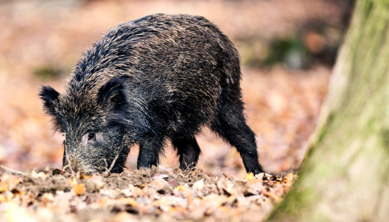 Wilde varkens stoten meer CO2 uit dan 1 miljoen auto's