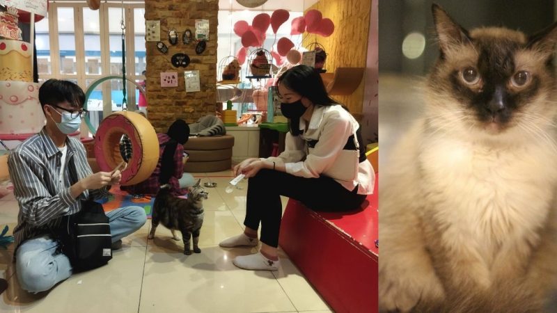 Zijn RM200K-speeltuin zet geredde katten aan het werk als "therapeuten" voor kinderen met speciale behoeften
