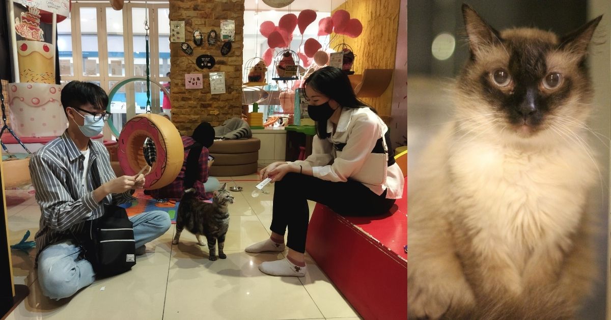 Zijn RM200K-speeltuin zet geredde katten aan het werk als "therapeuten" voor kinderen met speciale behoeften