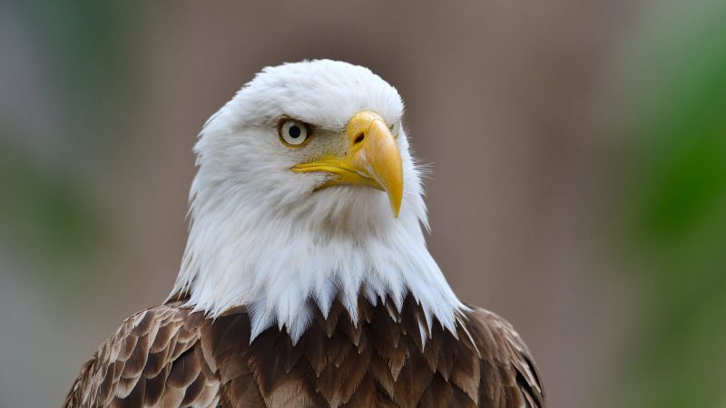 Waarom een windenergiebedrijf schuldig pleitte aan het doden van 100 beschermde adelaars