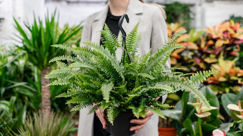 Leer hoe je een gezonde kamerplant spot in de winkel