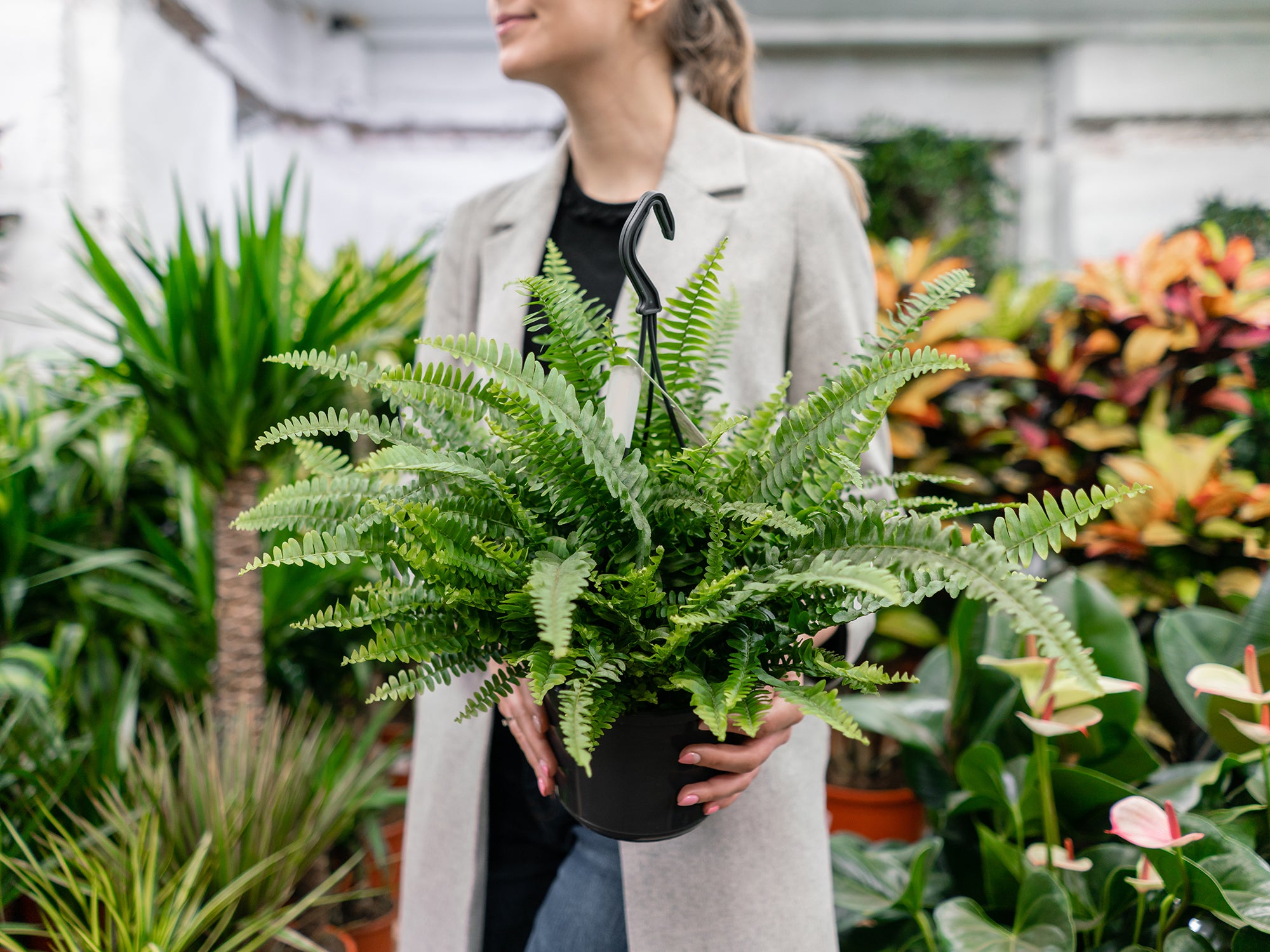 Leer hoe je een gezonde kamerplant spot in de winkel