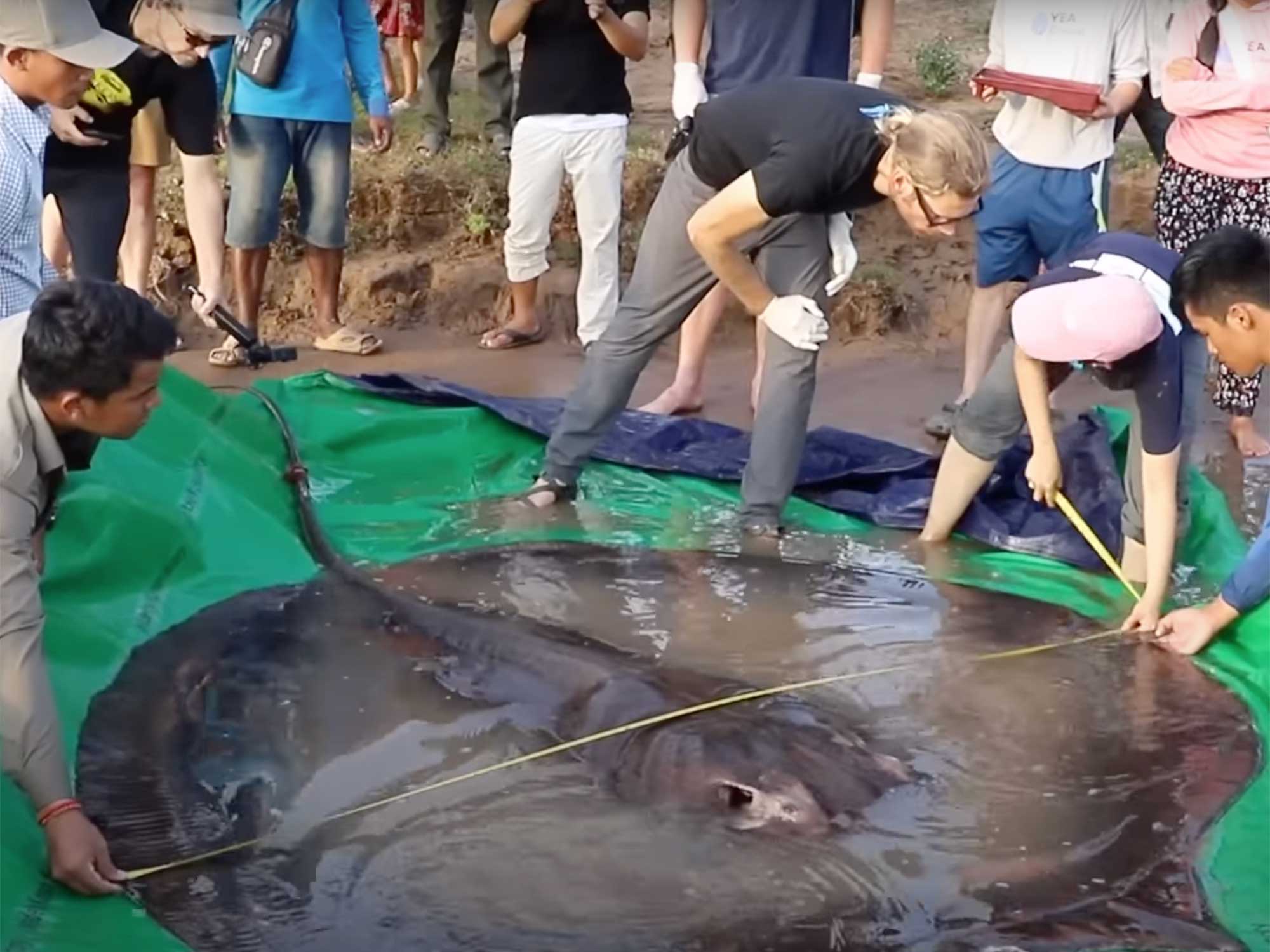 Dit is de grootste zoetwatervis die ooit is gevangen